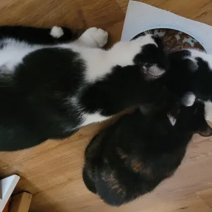 Adoptados por tres gatitos